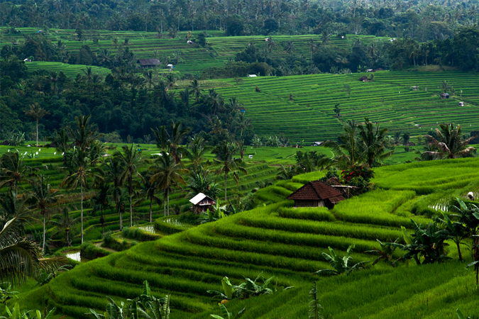 How to Get to Ubud from Denpasar ?