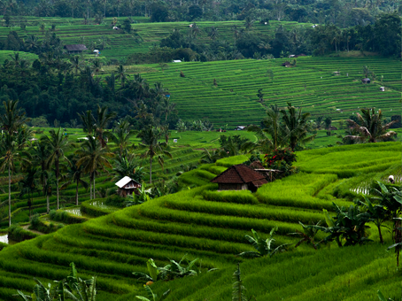 How to Get to Ubud from Denpasar ?